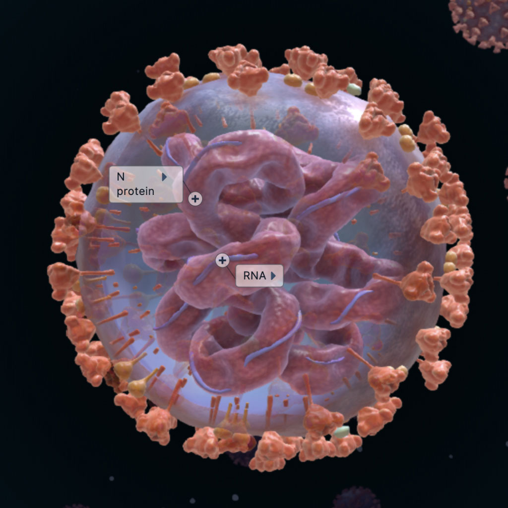 virus-diagram-unlabeled