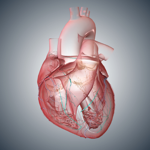 Atrial Fibrillation Conduction System