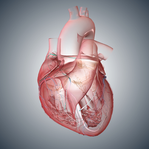 Heart: Cardiac Conduction System