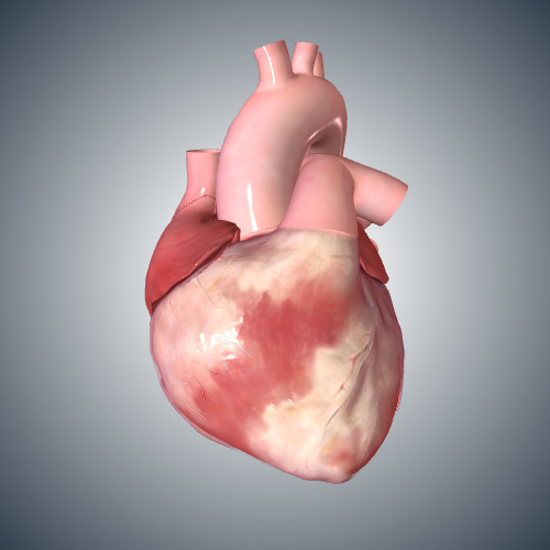 Heart: Cardiac Cycle