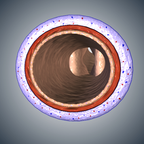 Vein: Transverse Cross Section