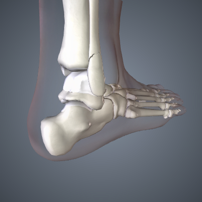 Ankle Fracture