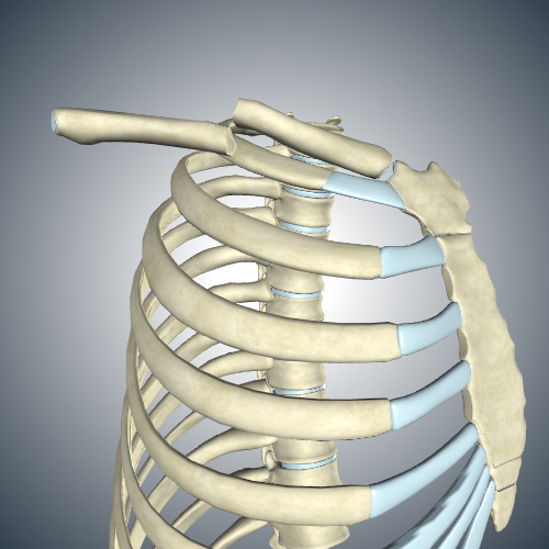 Clavicle Fracture