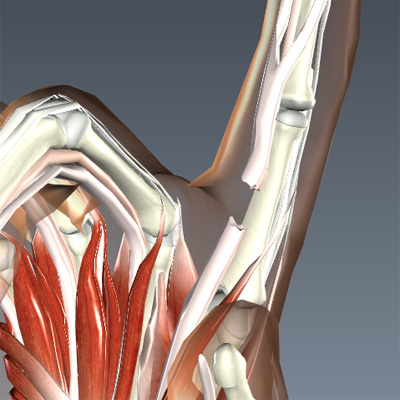 Flexor Tendon Injuries