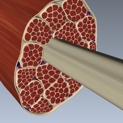 Muscle Cross Section