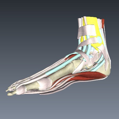 Musculoskeletal System of the Foot