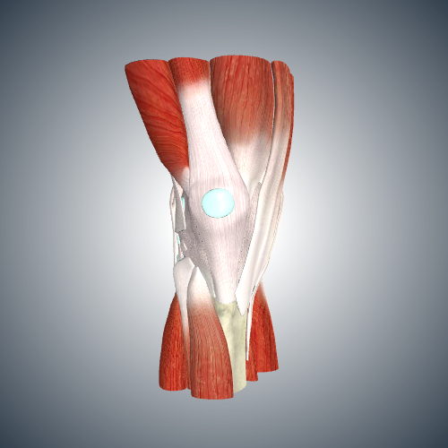 Musculoskeletal System of the Knee