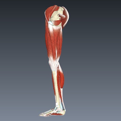 Musculoskeletal System of the Lower Limb