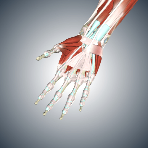 Musculoskeletal system of the upper limb