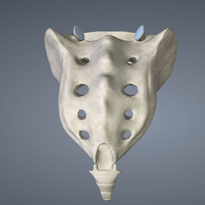 Sacrum and Coccyx