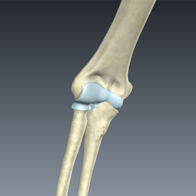 Skeletal System of the Elbow