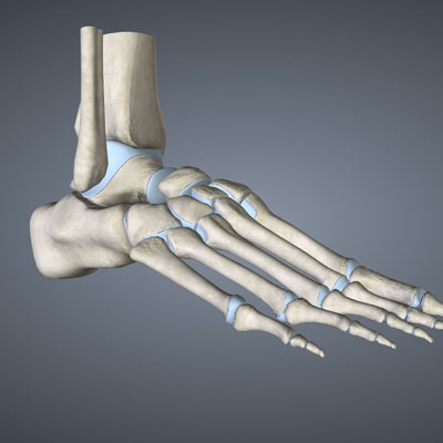 Skeletal System of the Foot