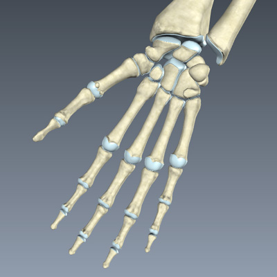 Skeletal System of the Hand