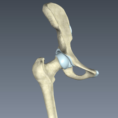 Skeletal System of the Hip