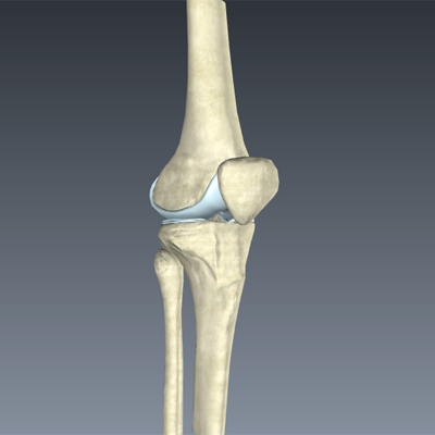 Skeletal System of the Knee