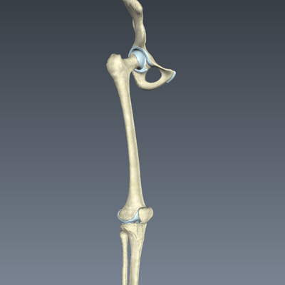 Skeletal System of the Lower Limb