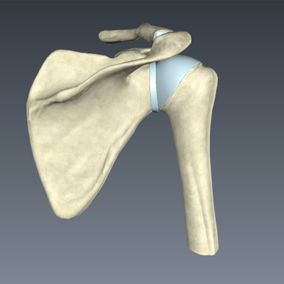 Skeletal System of the Shoulder