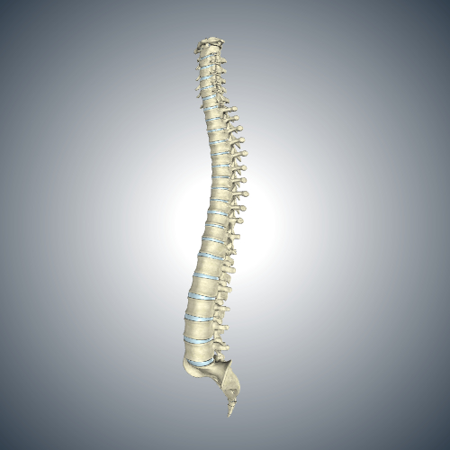 Skeletal System of the Spine