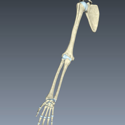 Skeletal System of the Upper Limb