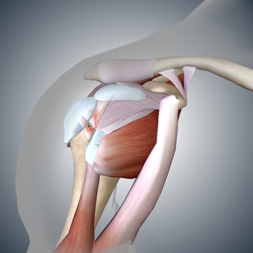 Torn Rotator Cuff