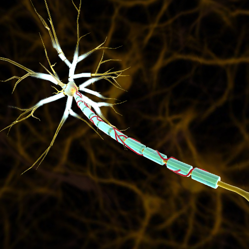 Arterial Supply of Nerves