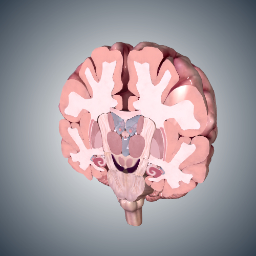 Brain: Coronal Cross Section