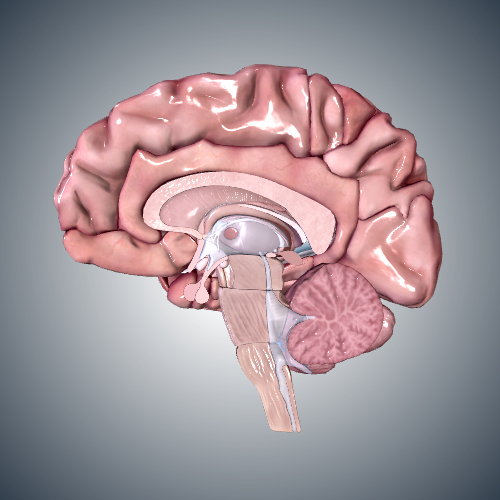 Brain: Sagittal Cross Section