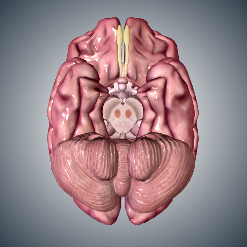 Diminished Substantia Nigra