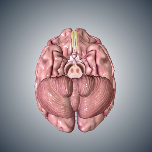 Midbrain Cross Section