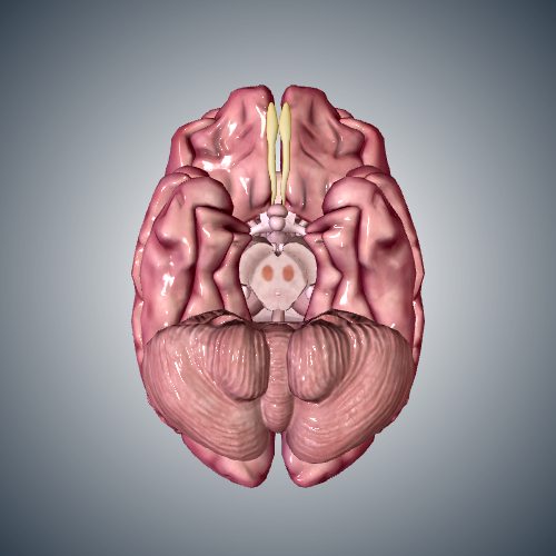 Parkinson's Disease in the Midbrain