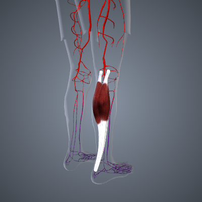 Peripheral Vascular Disease