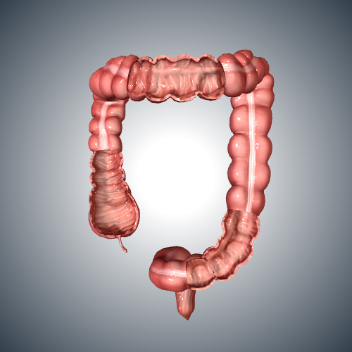 Large Intestine Cross Section