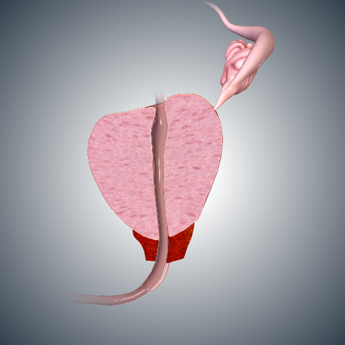 Prostate: Sagittal Cross Section