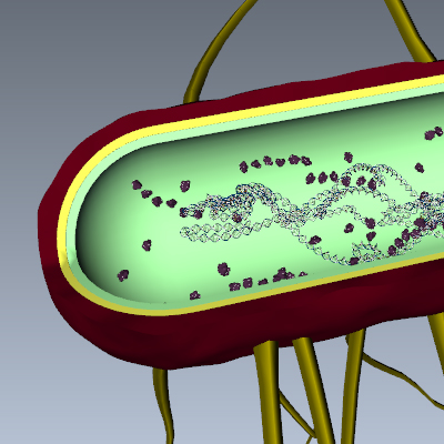 Salmonella