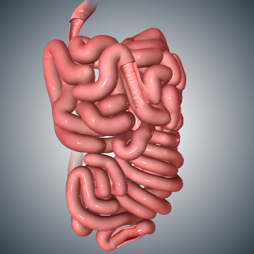 Small Intestine Cross Section