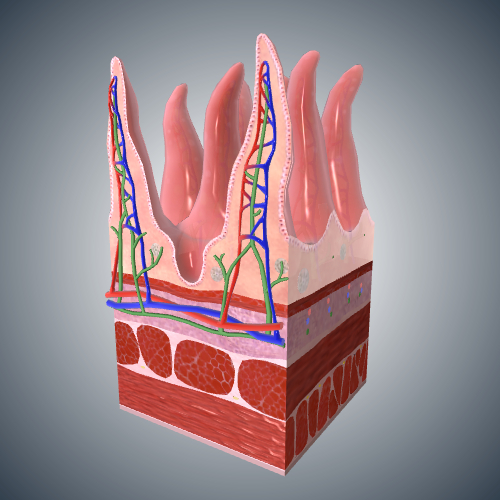 Small Intestine Tissue Detail