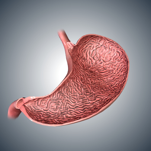 Stomach Cross Section