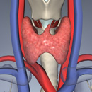 Throat Anatomy Tour