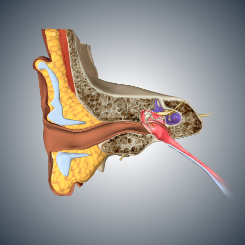 Ear: Coronal Cross Section