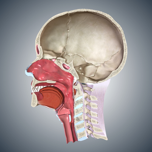 Head and Neck: Cross Section