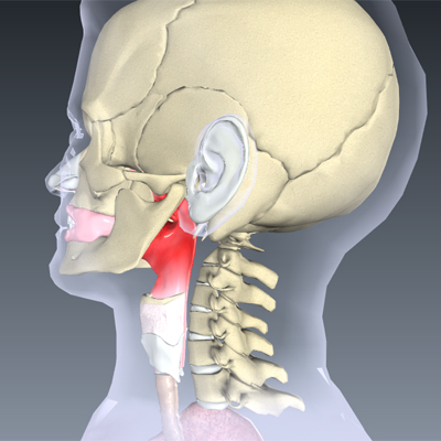 Sore Throat (Pharyngitis)