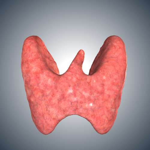 Anatomy of the Thyroid Gland