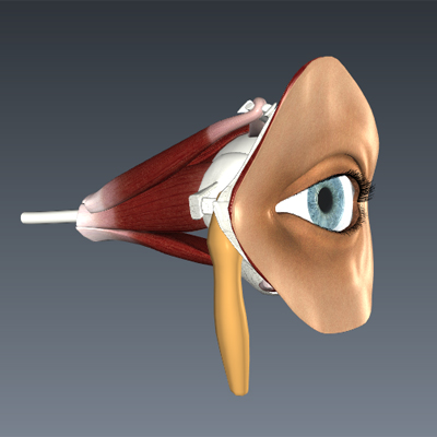 Eye Anatomy Tour