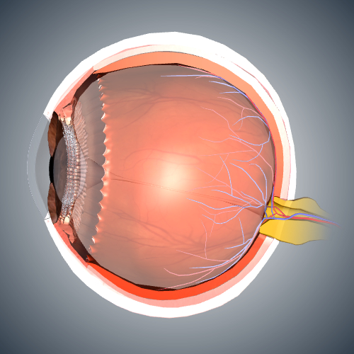 Eye: Sagittal Cross Section