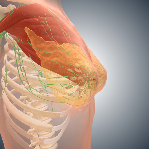 Breast Anatomy