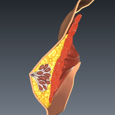 Cross Section of the Breast