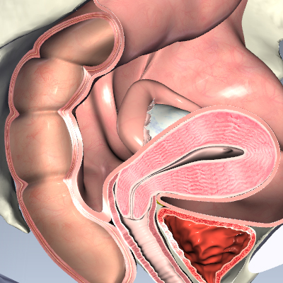 Female Pelvis Cross Section