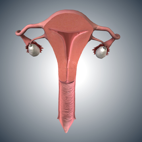 Uterus-Vagina: Coronal Cross Section