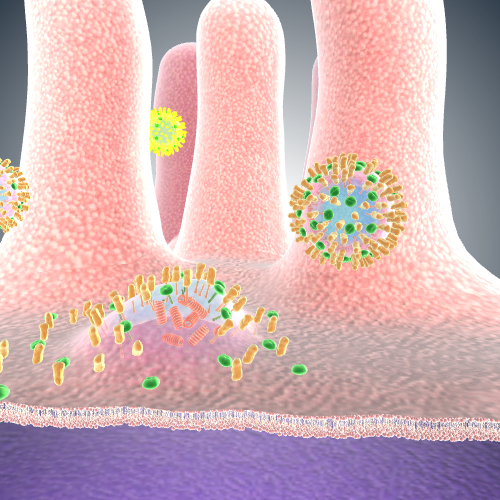 Flu Virus in Respiratory Epithelium