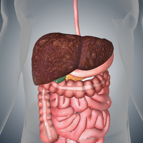 Hepatitis C Effects on the Liver